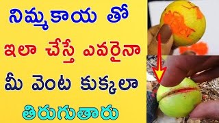 నిమ్మకాయతో మీరు కోరుకునే వ్యక్తిని పూర్తిగా వశీకరణం చేసుకోవచ్చు ఇది చాలా శక్తివంతమైన వశీకరణం