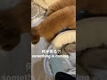 犬日常196 犬 いぬ dog toypoodle tiktok shorts ショート トイプードル something coming 誰か daily cute かわいい funny 女の子