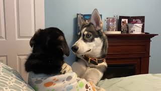 Sheprador Puppy Howling