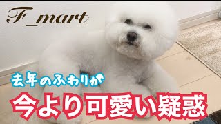 去年のふわりが今より可愛い疑惑　-ビションフリーゼ犬-