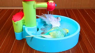 「お水の知育」を再び手に入れ、大喜びで水浴びするインコ