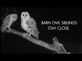 Sibling Barn Owl Chicks Stay Close | Gylfie & Dryer | Robert E Fuller