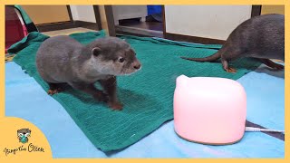 初めて加湿器を見たカワウソビンゴとベルの反応/Otter Bingo \u0026 Belle with strange humidifier