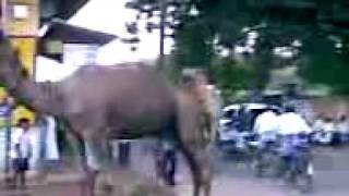 CAMEL IN NELLAI ERUVADI BY.M2H