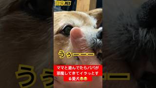 パパに邪魔されて反撃する愛犬😂#愛犬#dog #犬 #犬のいる暮らし #犬好き #かわいい犬 #豆柴 #柴犬 #shorts