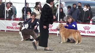 2024.12.07 　FCI大阪インター　ベスト・ベテラン・イン・ショー戦　BVIS