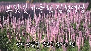 한여름 보랏빛 가득한 성주 성밖숲 맥문동 / 성주여행 / 로닌sc영상 / 감성영상 / cinematic video