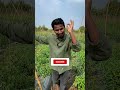 मालामाल टमाटर🍅🍅tomato farming techniques indianfarmer shorts farming