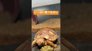 今日のギリシャリクガメの食事🍽 today's Greek tortoise lunch