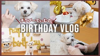 【☆祝2歳☆】チワプーのてぃむ🐶2回目の誕生日♪飾り付け、手作りケーキ、誕生日プレゼント…今年も大満足【098】Cute dog cute birthday party