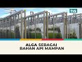 Alga sebagai bahan api mampan | Inisiatif Pertiwiku