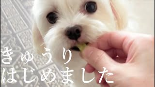 この夏、きゅうりはじめました。初めてきゅうりを食べたら楽しかった元繁殖犬保護犬マルチーズのニコちゃん