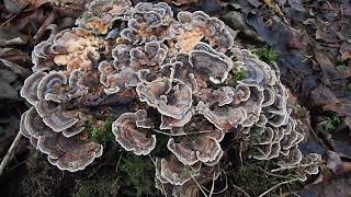 Schmetterlingstrameten (Trametes versicolor) in Thüringen