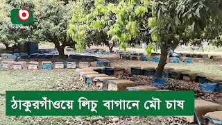 ঠাকুরগাঁওয়ে লিচু বাগানে মৌ চাষ