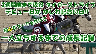 【誘導馬】かしわ記念デーでデビュー 4月まで競走馬だったタイガーストライプが誘導馬へと成長する記録 現地映像