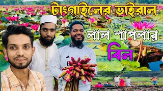 বাসাইল লাল শাপলার বিল | Lal Shapla Bil In Basail Tangail | #Basail_Tangail | #Nazmul_Vlogs