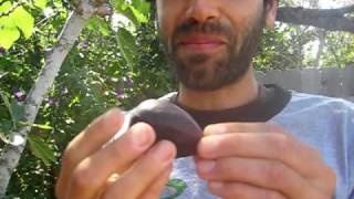 How to eat a Fig!