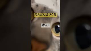 だんだん近づく猫の天　#shorts #cat #ねこ