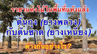 ราชาแห่งไม้ในพื้นที่แห้งแล้ง #ต้นกุง (ยางพลวง) #ต้นซาด (ยางเหนียง) ต้นใหญ่ตรงเปลา ต่างกันอย่างไร?