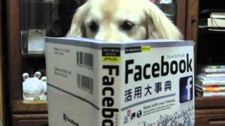 COCOちゃんfacebook研究中