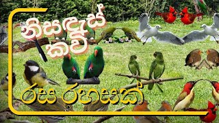 රස රහසක් නම් එය කුරුළු රහසක්මයි - නිසඳස් කවි /Sinhala Nisadas