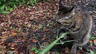 タケノコの葉っぱを食べる猫アンちゃん(=^x^=) 屋久島　yakushima