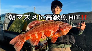 泊まり込みの大物釣りで大型高級魚 HIT‼️#アカジン #スジアラ#釣り #大物釣り