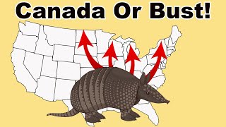 Armored Invasion! - How the Armadillo Is Conquering America