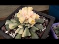 how to propagate variegated echeveria cubic frost.