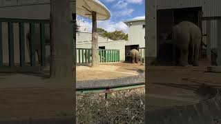 20230225 神戸市立王子動物園　アジアゾウのマック♂とズゼ♀ちゃん　仲良しカップル