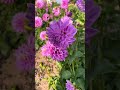 Update lavender Dahlia 2024