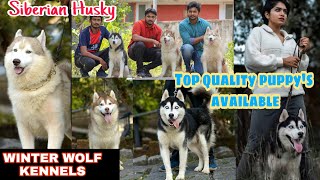 Winter wolf kennels  ലെ അടിപൊളി Siberian Husky || Dog farming ||dog  ||siberian husky malayalam