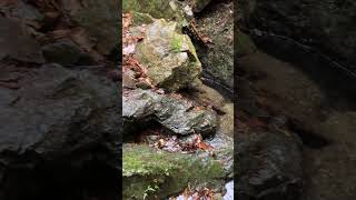 【奥武蔵 吾野】不動三滝/高山不動尊に至る道 2025.2.2 #river #valley #forest