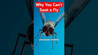 Why It's Hard to Swat a Fly 🪰