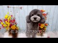 トリミングサロンshampowan オプション紹介　ハーブパック編☆