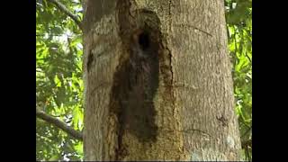 Malabar spiny dormouse-Endemic mammal-Western Ghats- Kerala- India