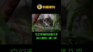 【小知识】澳洲的刑警为什么那么恨树袋熊