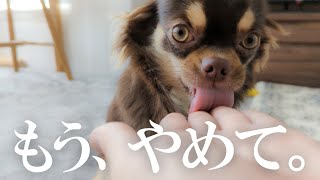 永遠に飼い主の手を舐め続けるチワワ【チワワのリタ】