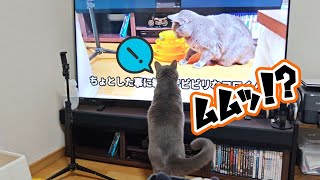 自分(猫)が出てる動画に反応する猫が可愛すぎて笑えました！