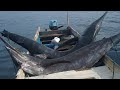 PERJUANGAN MENAKLUKAN MONSTER MARLIN DI TENGAH BADAI .blue marlin,ikan marlin ratusan kilo