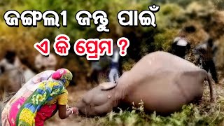 ଜଙ୍ଗଲୀ ଜନ୍ତୁ ପାଇଁ ଏ କି ପ୍ରେମ ?  | Odisha Reporter