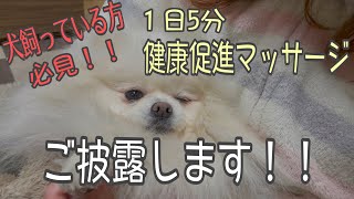 犬の足つぼ１１箇所を解説しながらポメラニアンにマッサージ！