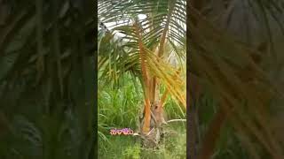 ಹಳ್ಳಿಯ ಸುಂದರ ನೋಟ# Beautiful Village Crops# Shorts# YouTube Shorts