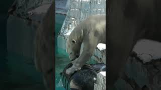 黒いブイからのドボンするホウちゃん　#polarbear#天王寺動園#ホウちゃん