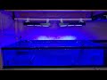 coral grow out budget lighting part 3 controller setup u0026 par readings nicrew hyperreef 150