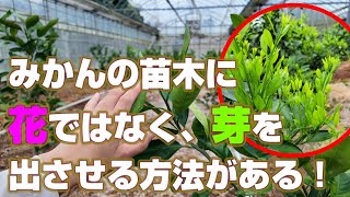 【10月下旬】みかんの苗木を早く大きくしたい方必見！！タイミングは今しかない！！