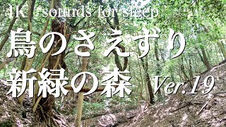 【自然音】鳥のさえずり（ウグイス・キビタキ）響く新緑の森 ver.19.0  / birds chirping sounds echoing in the spring forest 1 hour