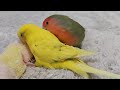 セキセイインコ10歳 お別れのカウントダウンがはじまったとしても even if the farewell countdown with budgie kimi begins