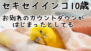 セキセイインコ10歳 お別れのカウントダウンがはじまったとしても Even if the farewell countdown with budgie Kimi begins