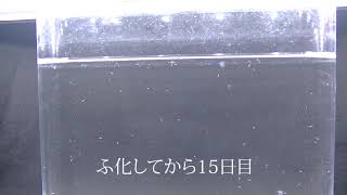 おばけえび（アルテミア）飼育してみた 15日目